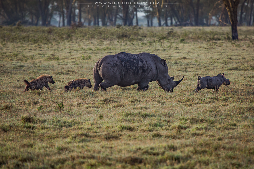 Hyenas Vs rhinos wildlife of kenya by Nicolas Urlacher