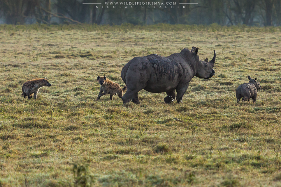 Hyenas Vs rhinos wildlife of kenya by Nicolas Urlacher