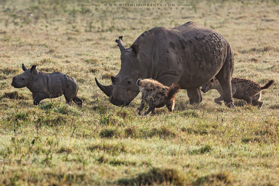 Hyenas Vs rhinos wildlife of kenya by Nicolas Urlacher
