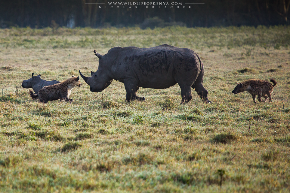 Hyenas Vs rhinos wildlife of kenya by Nicolas Urlacher