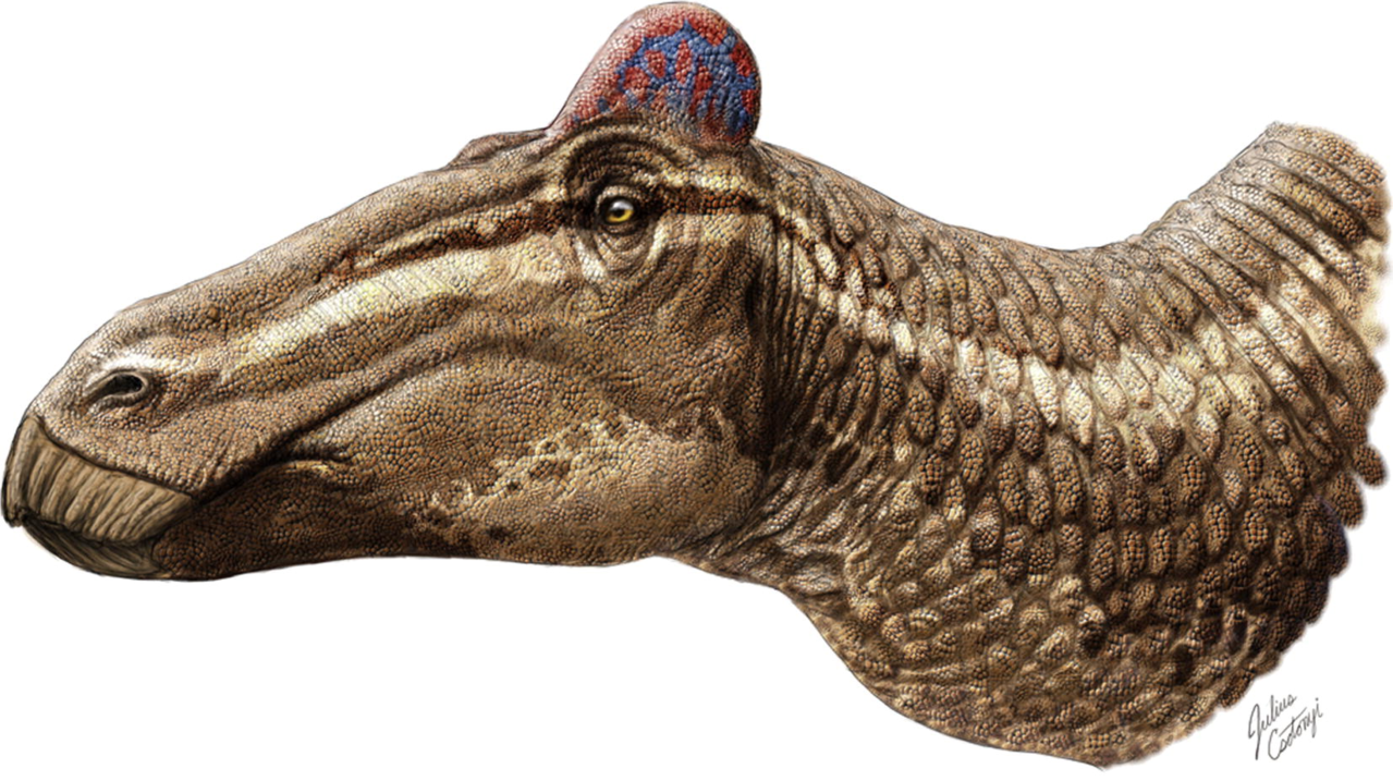 軟組織のとさかをもつ、ミイラ化したカモハシ恐竜 - dinopantheons ...