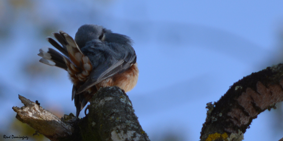 Cette Page Est Réservée Pour Donner Des Précisions Sur Un