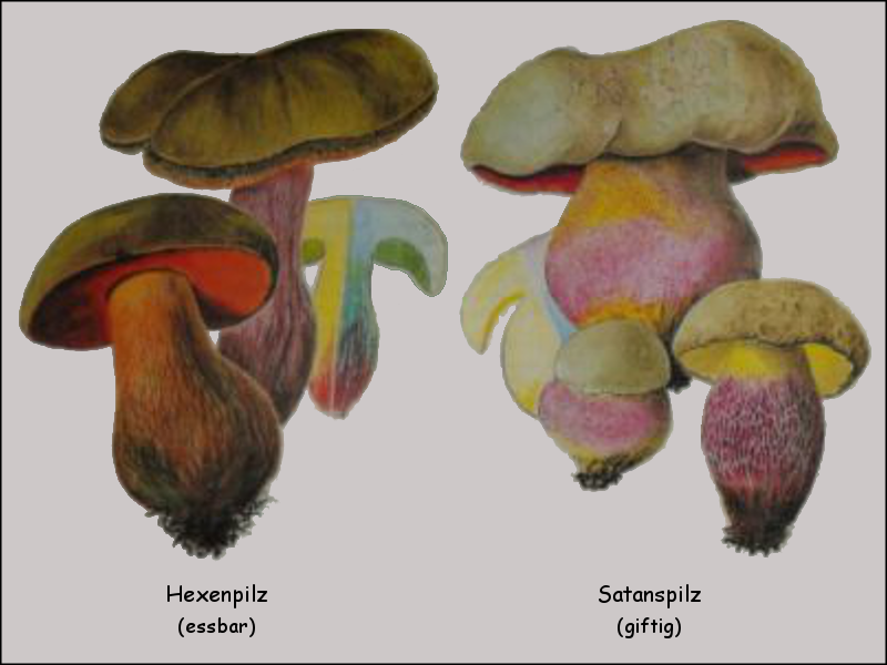 Pilze Sammeln Gartengelis Webseite