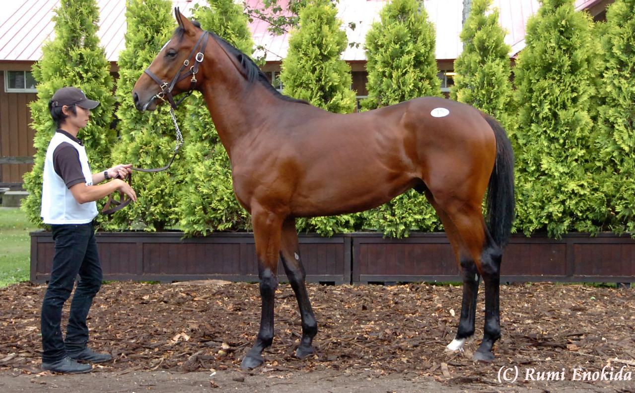 競馬 2013年 JRA 優勝馬 - 競走馬の育成牧場