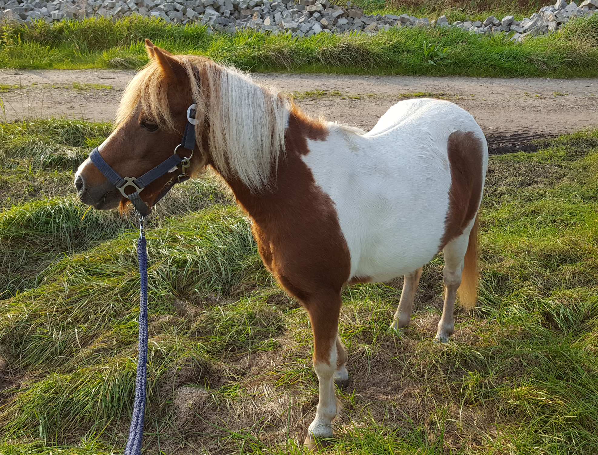 2017 zog Ponystute Daisy ein