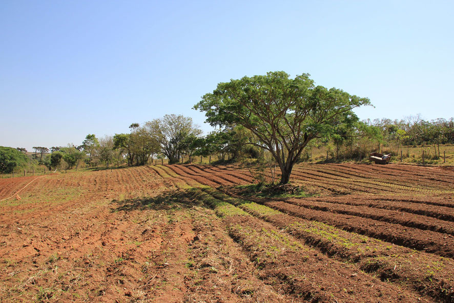 10 Bauern + Familien bekommen von der Barretto / Croce Familie gegen eine geringe Beteiligung am verkauften Ertrag ein Quarter Land um Gemüse, Kräuter anzupflanzen