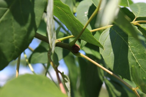 Fraxinus americana