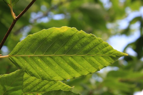 Fagus grandifolia
