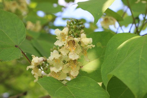Catalpa ovata