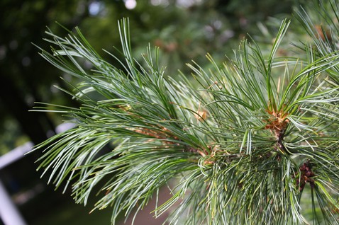 Pinus cembra