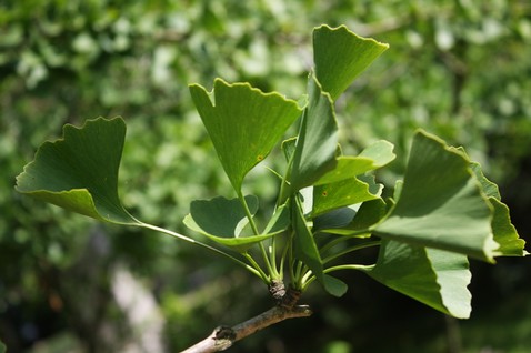 Ginkgo biloba