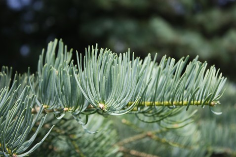 Abies concolor