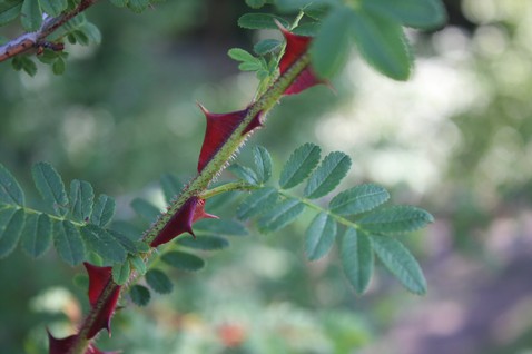 Rosa omeiensis f. pteracantha