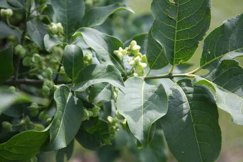 Euonymus hamiltonianus