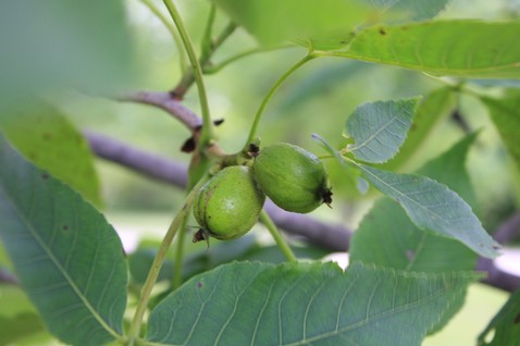 Carya ovata