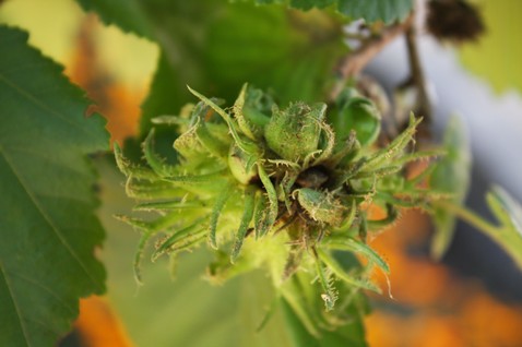 Corylus colurna