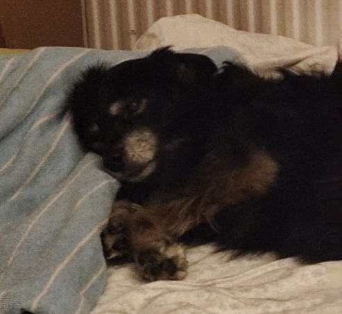 Vestibularsyndrom & Schlaganfall beim Hund – persönliche und naturheilkundliche Begleitung