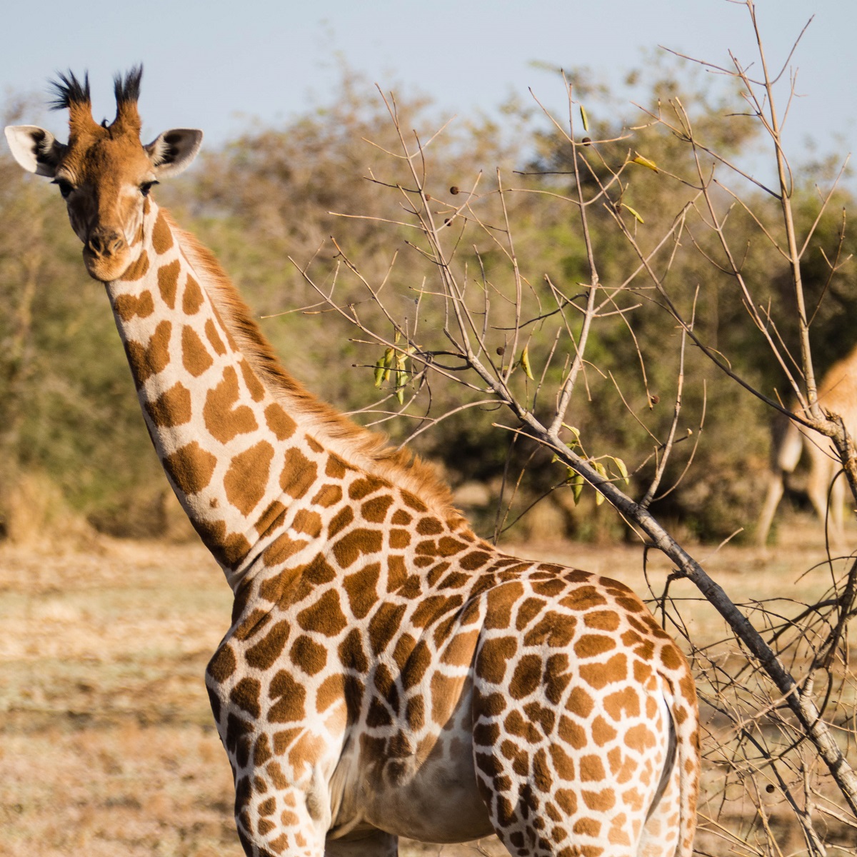 Tschad 2019 Teil 2 Botswanadreams Fotosafaris in Afrikas