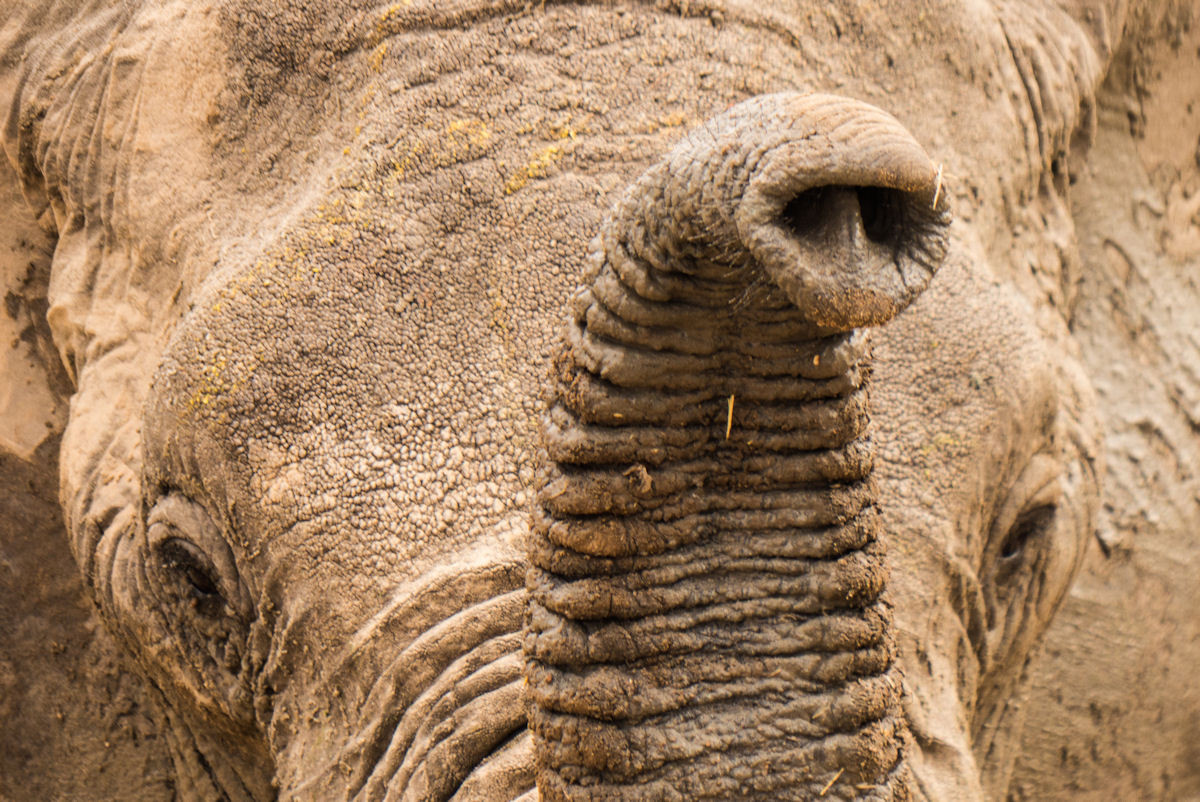 Elephant Close-up - Ruaha National Park 2013
