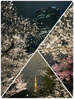 ヒルズの桜