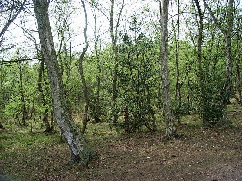 Silver birch is a tree that readily colonises heathland. The park rangers have to take measures to stop it taking over wide areas.
