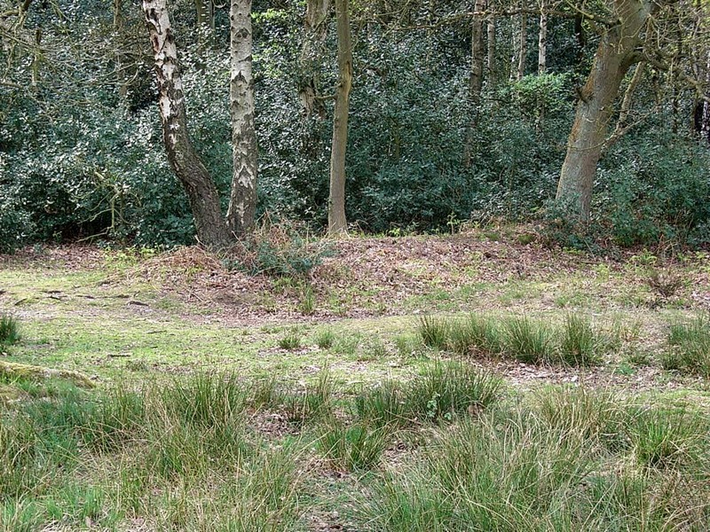 This bank near Streetly gate is the remnant of a medieval deer enclosure.