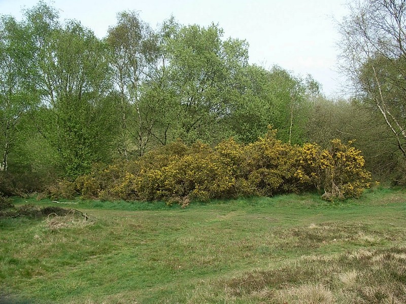 Gorse or furze thrives in heathland in Sutton Park.