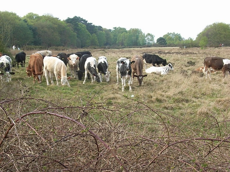 Grazing cattle have been reintroduced into the park in recent years to maintain its appearance.