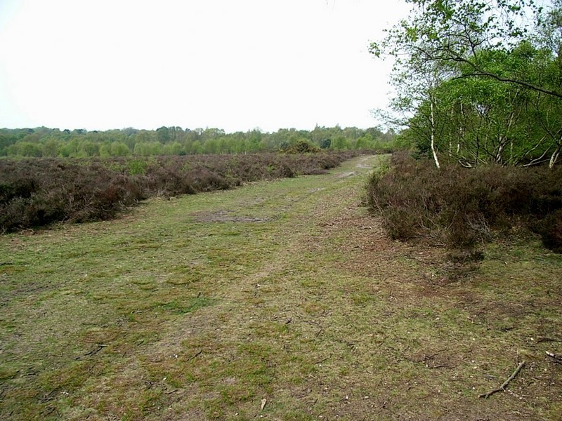 Heathland