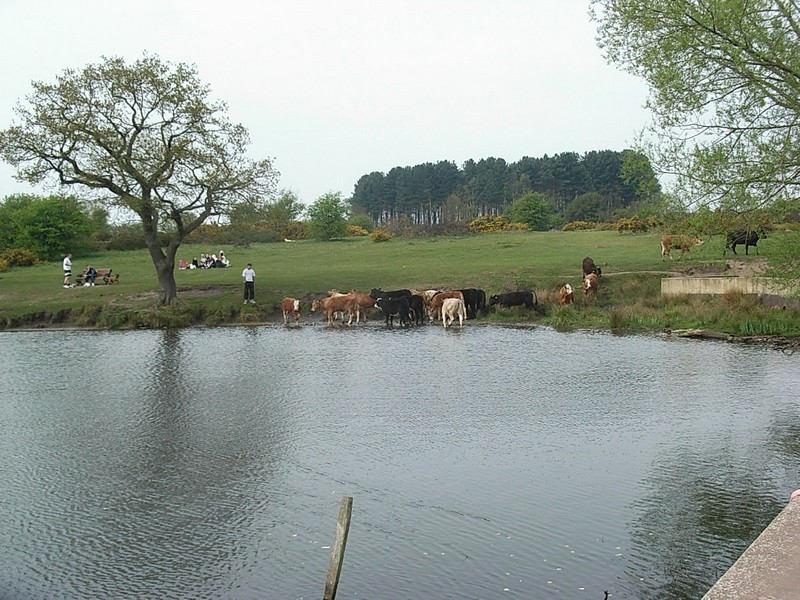 Longmore Pool