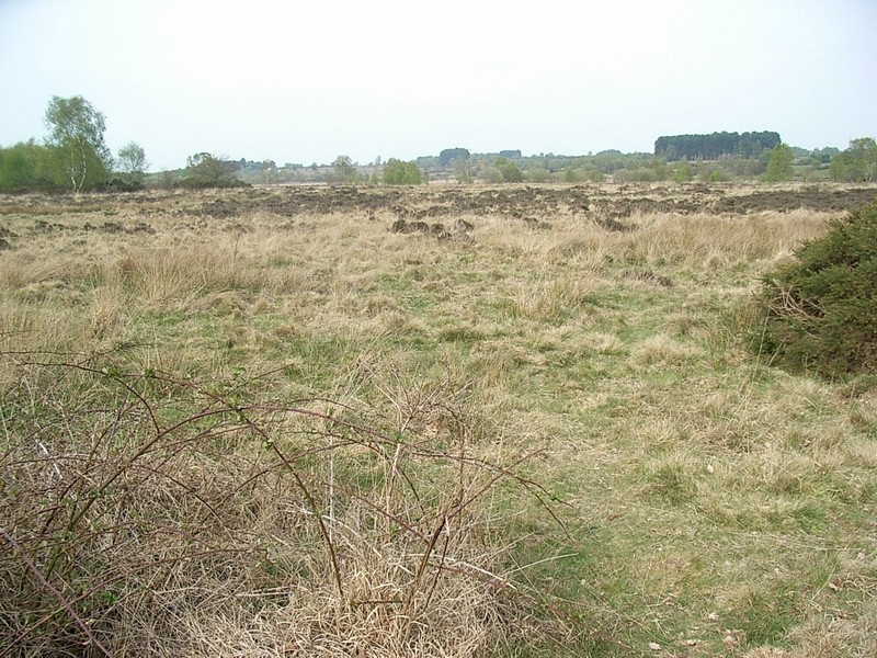 Heathland produces tough grasses and low-growing shrubs.