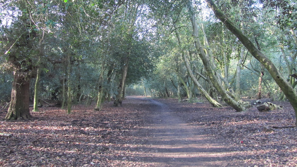 Four Oaks, Four Oaks Hill, Four Oaks Park, Four Oaks Common History