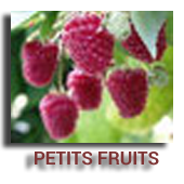 Petits Fruits