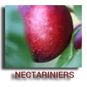 Nectariniers