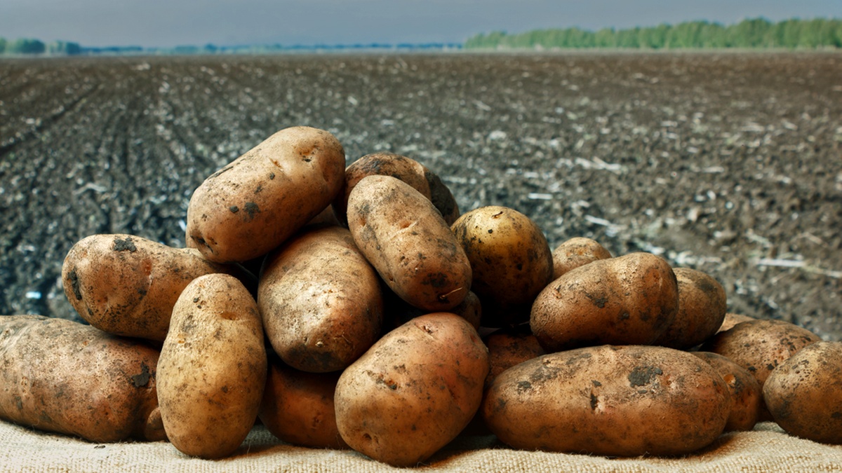 Home Basement Potatoes