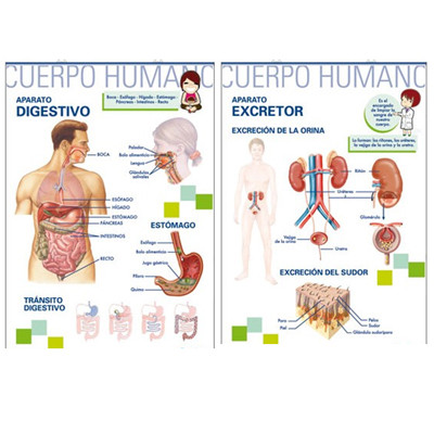 Imágenes de sistema excretor