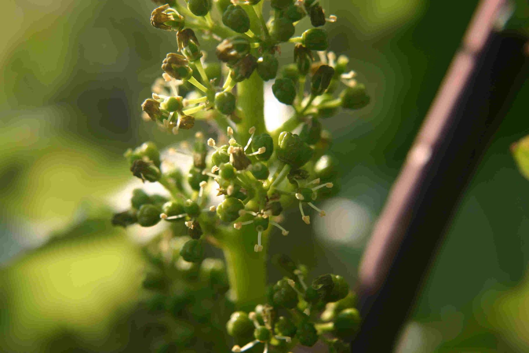 Entwicklungsstadien der Reben - Wein- und Gästehaus Spieß