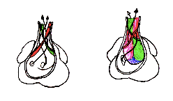 Schématisation de la septation cono-ventriculaire: envert et rouge: septation en spirale du conotronc à partir des bourgeons endocardiues, en bleu: septuminterventriculaire membraneux