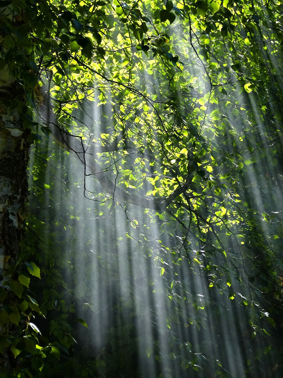 Mehr Informationen zum Schwarzwald Retreat auf der Unterseite