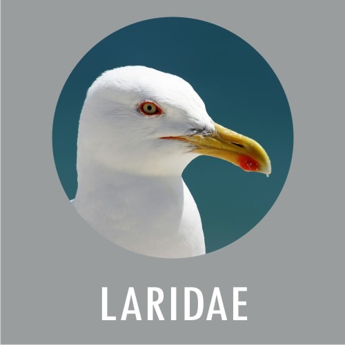Laridae