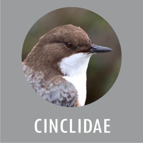 Cinclidae