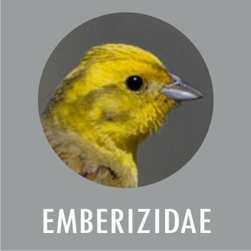 Emberizidae