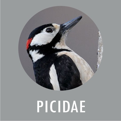 PICIDAE