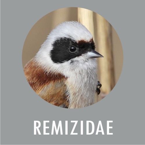 Remizidae