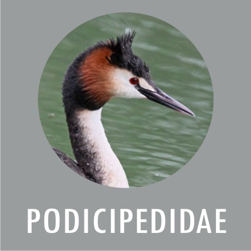 PODICIPIDAE
