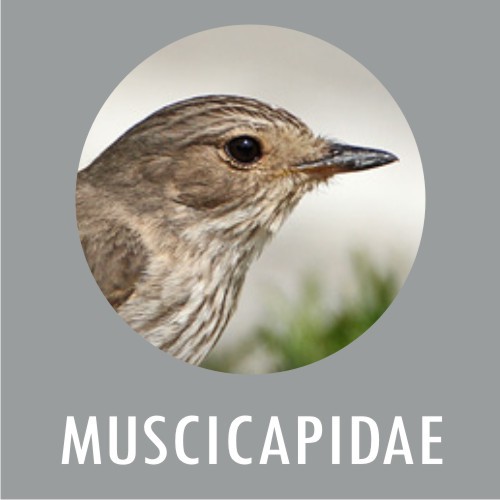 Muscicapidae