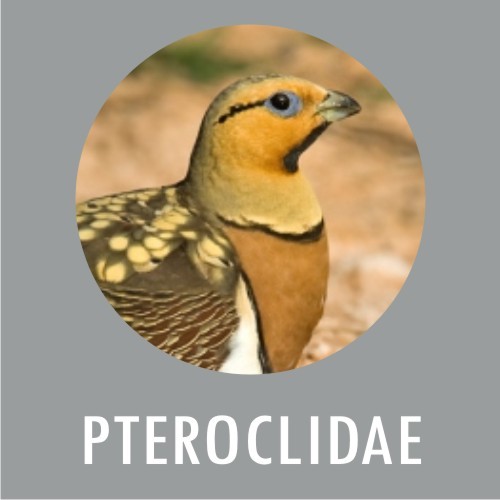 PTEROCLIDAE