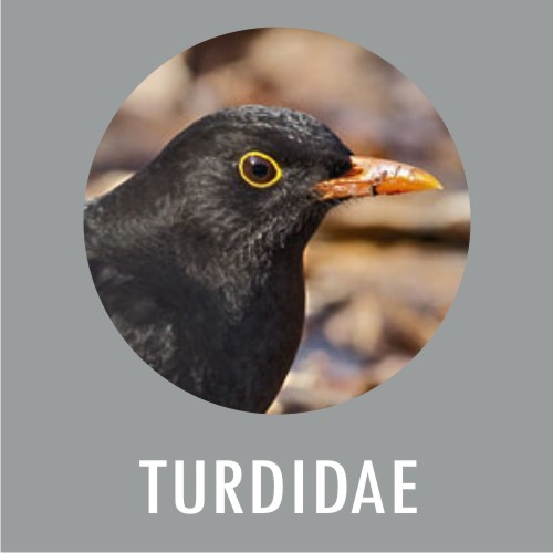 Turdidae