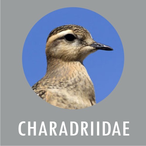 Charadridadae