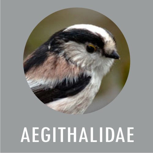 Aegithalidae